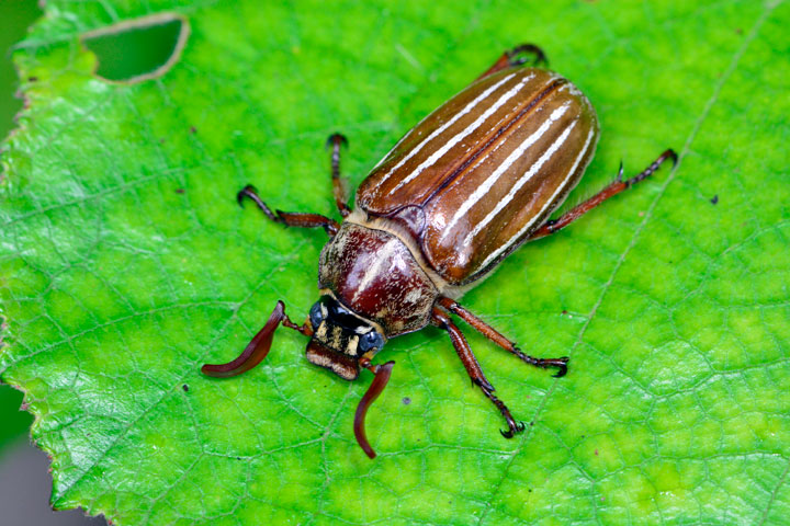 オキナワシロスジコガネ