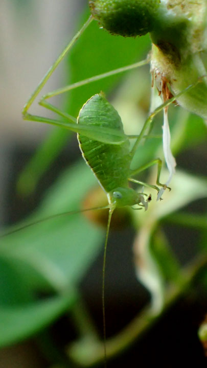 セイスジツユムシ雌幼虫