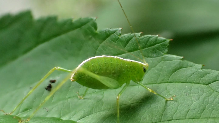 セスジツユムシ雌幼虫
