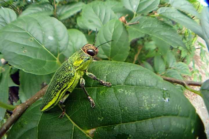 アオムネスジタマムシ