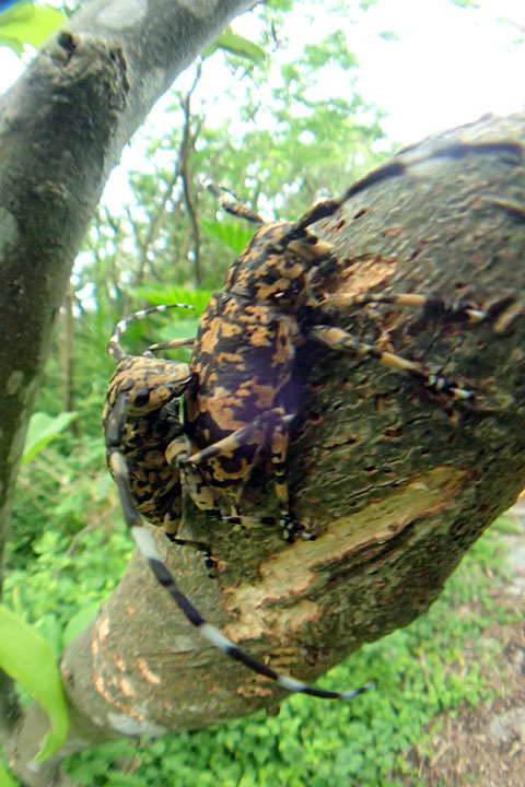 オキナワゴマフカミキリ