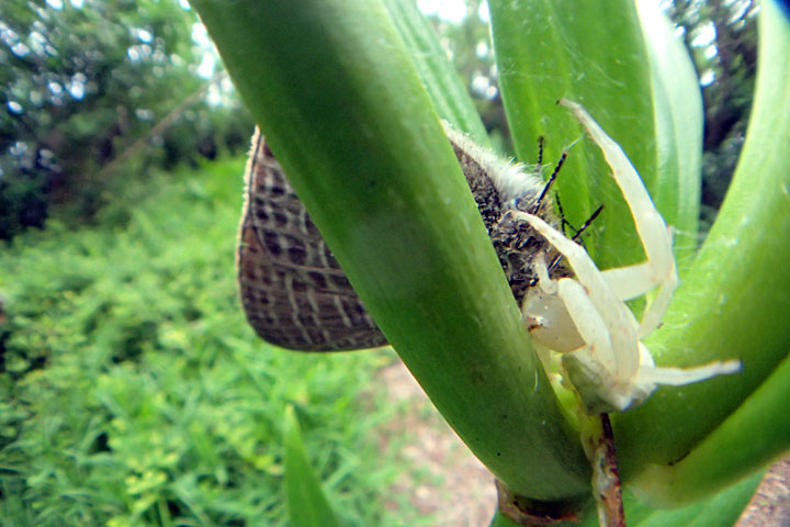 オキナワアズチグモ（アマミウラナミシジミ捕食）