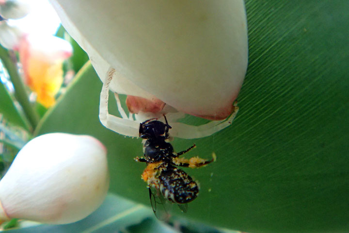 オキナワアズチグモ（オキナワツヤハナバチ捕食）