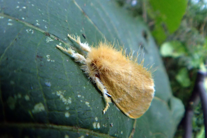 タイワンキドクガ成虫