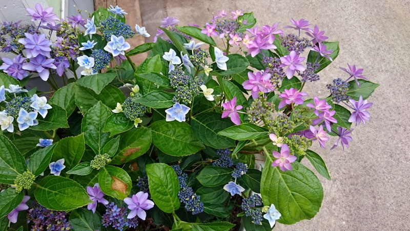 アジサイ アジサイ