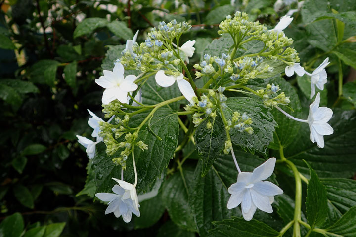 アジサイ(墨田の花火) アジサイ(墨田の花火)