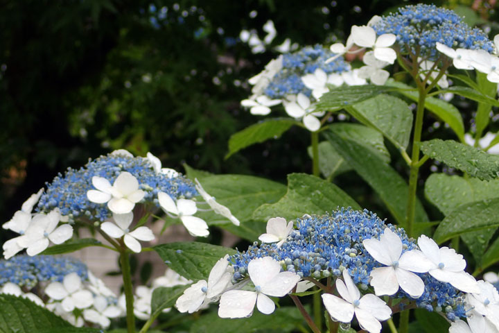 ガクアジサイ ガクアジサイ