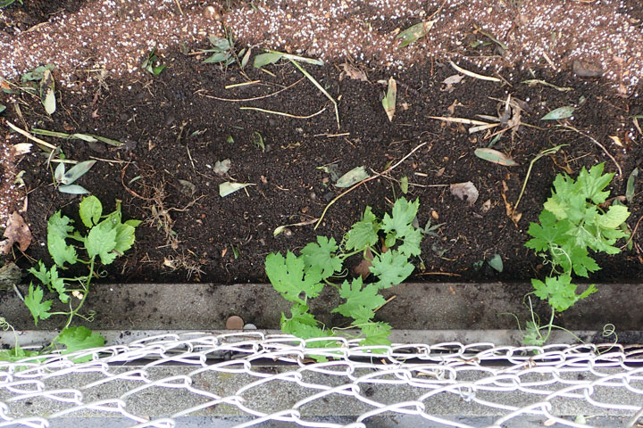 ニガウリ植え付け ニガウリ植え付け