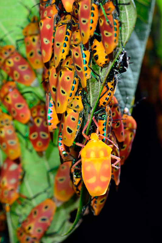 アカギカメムシ集団 アカギカメムシ集団