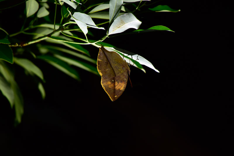 コノハチョウ コノハチョウ