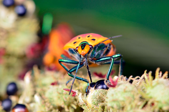 アカギカメムシ アカギカメムシ