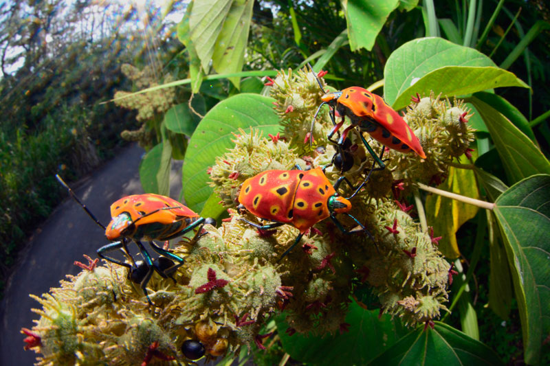 アカギカメムシ アカギカメムシ