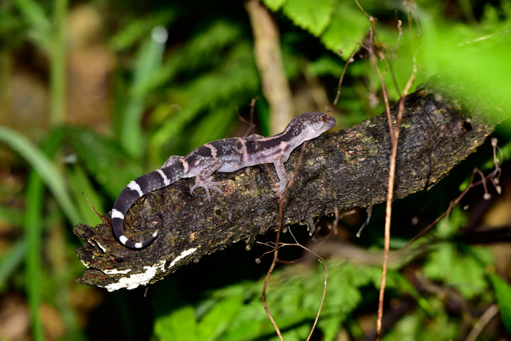 クロイワトカゲモドキ クロイワトカゲモドキ