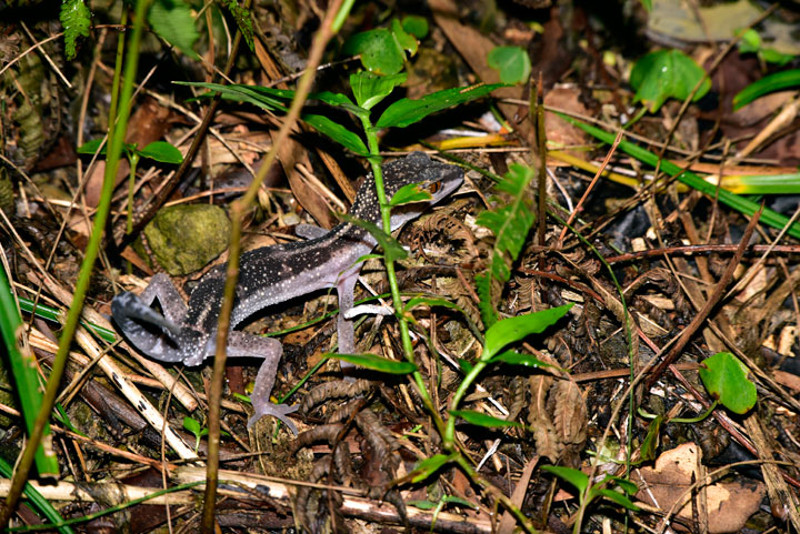 クロイワトカゲモドキ クロイワトカゲモドキ