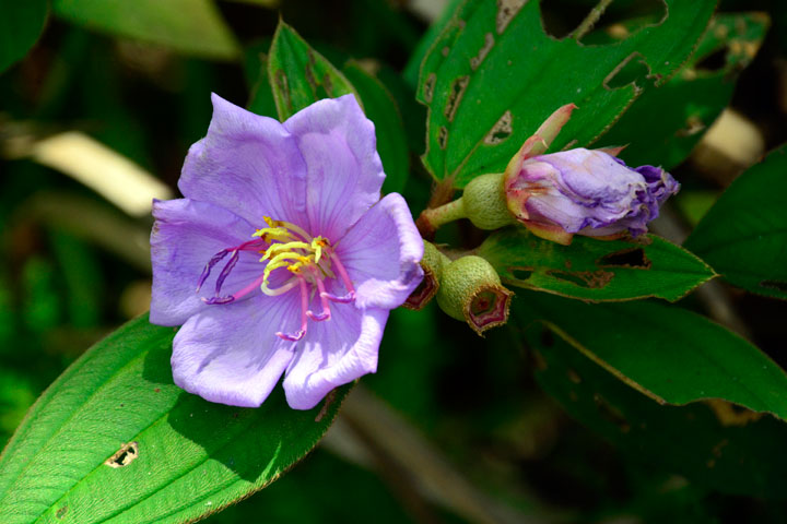 ノボタン ノボタン