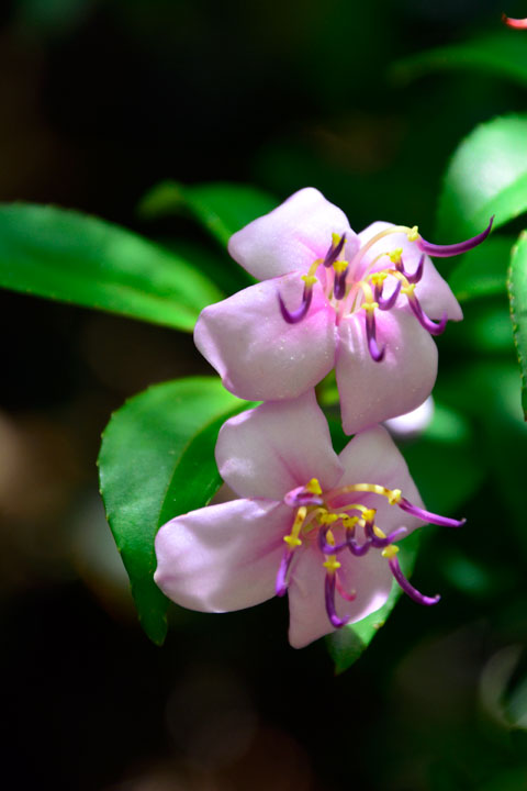 コバノミヤマノボタン コバノミヤマノボタン