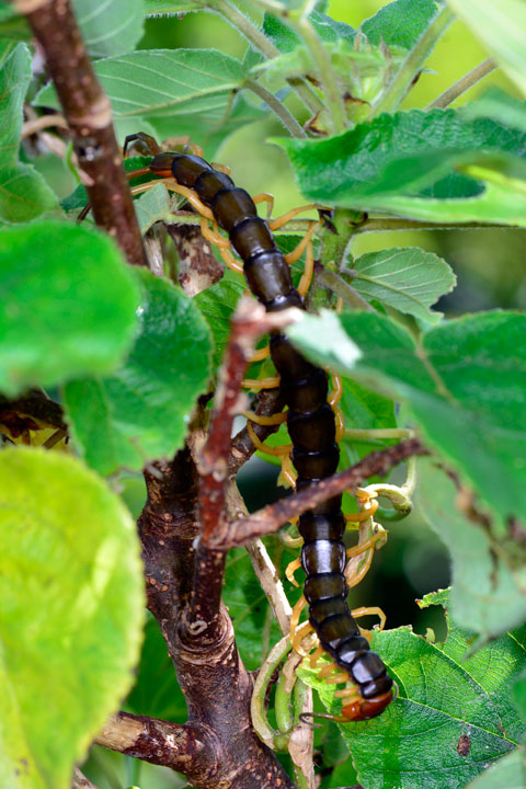 オオムカデの一種 オオムカデの一種