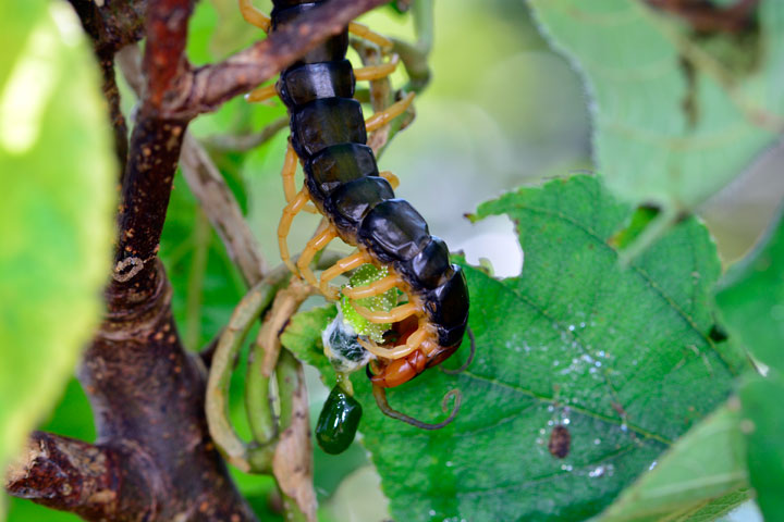 オオムカデの一種 オオムカデの一種
