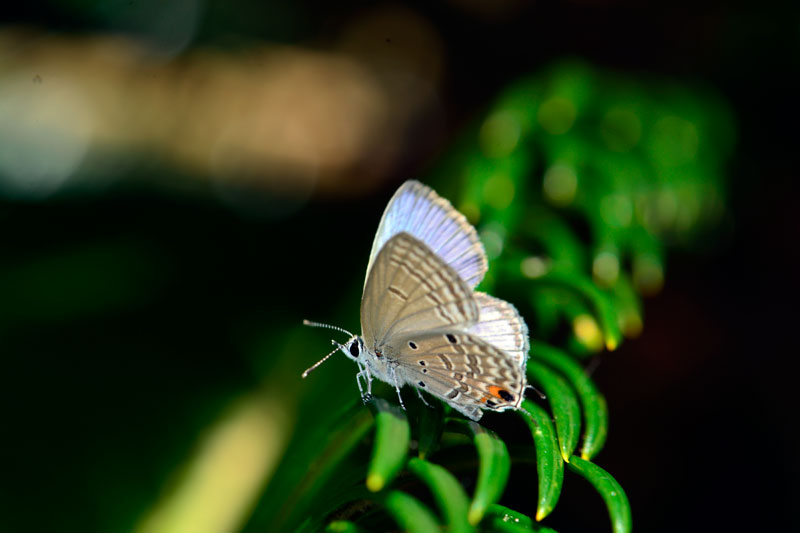 タイワンクロボシシジミ タイワンクロボシシジミ