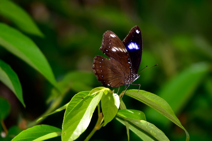リュウキュウムラサキ リュウキュウムラサキ