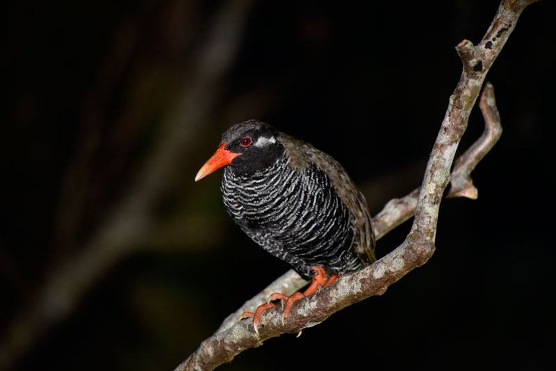 ヤンバルクイナ ヤンバルクイナ