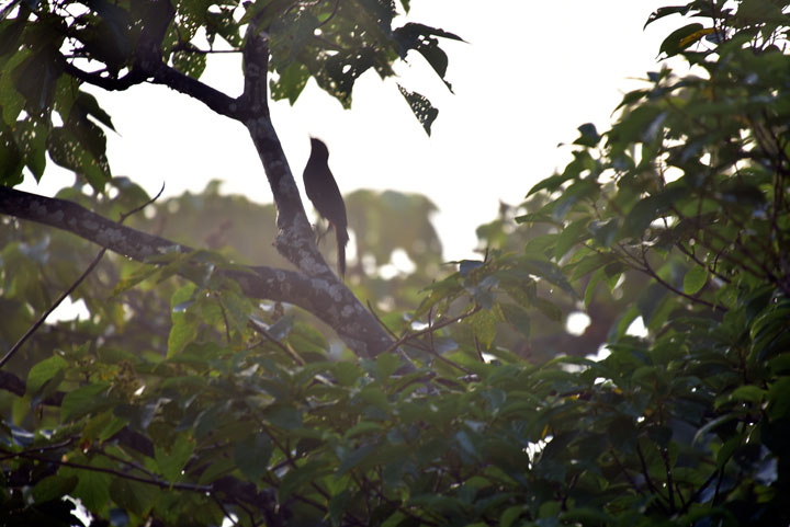 ノグチゲラ ノグチゲラ