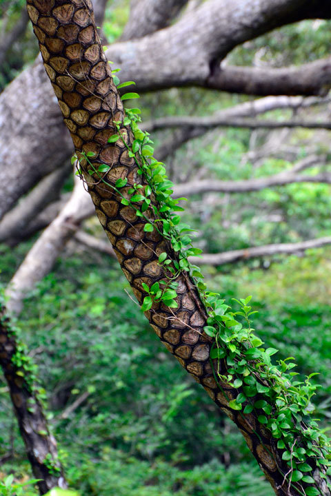 亜熱帯林 亜熱帯林