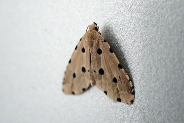 ヒメゴマフコヤガ ヒメゴマフコヤガ