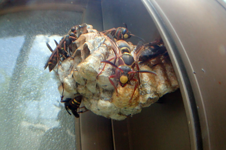 アシナガバチの一種 アシナガバチの一種