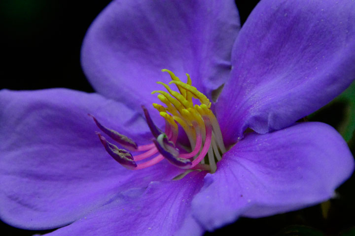 ノボタン ノボタン