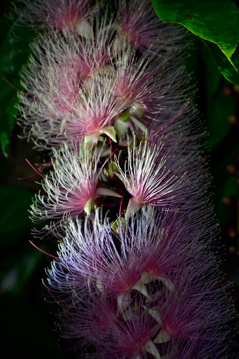 サガリバナ サガリバナ