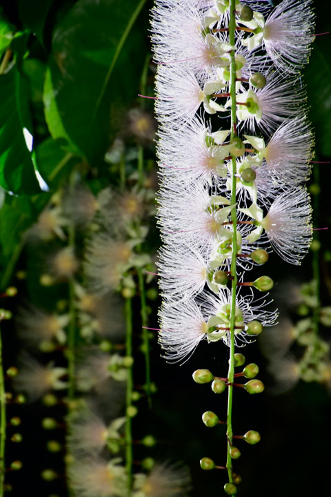 サガリバナ サガリバナ