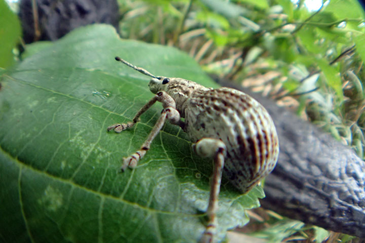 オキナワクワゾウムシ オキナワクワゾウムシ