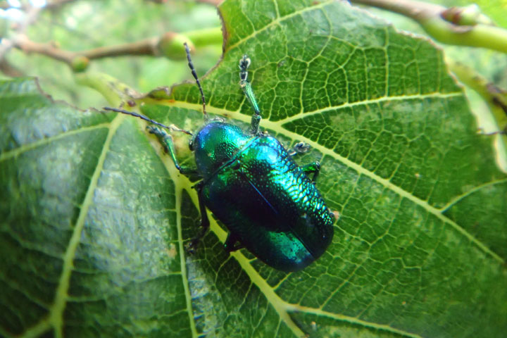 オオミドリサルハムシ オオミドリサルハムシ