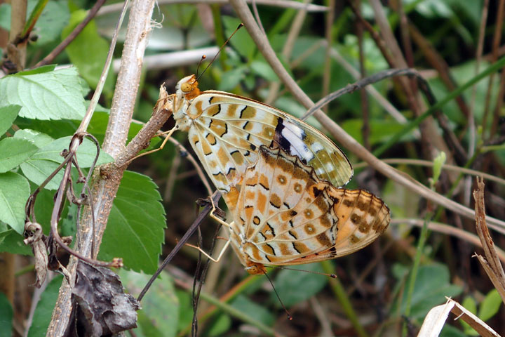 ツマグロヒョウモン・ペア