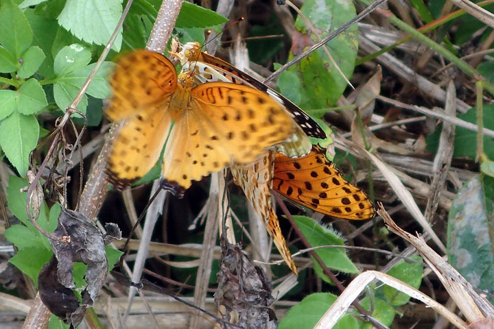 ツマグロヒョウモン・ペア＋１