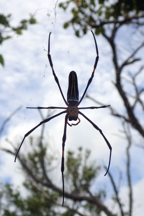 オオジョロウグモ雌