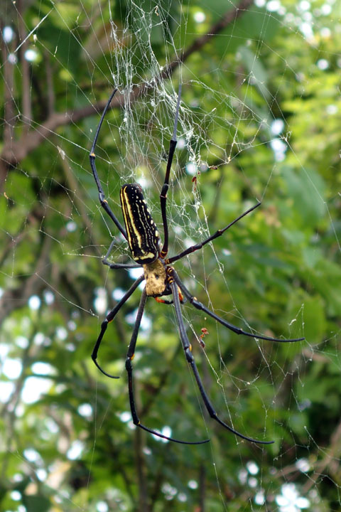 オオジョロウグモ雌