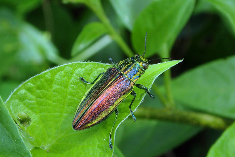 アヤムネスジタマムシ
