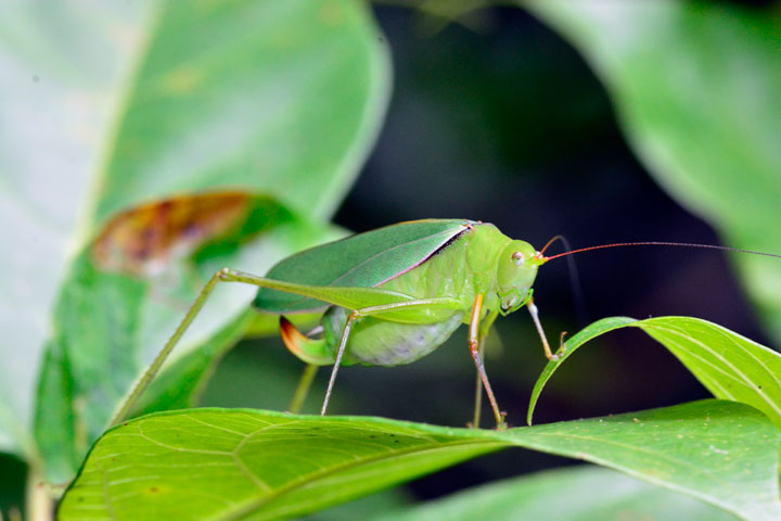 オキナワヘリグロツユムシ雌
