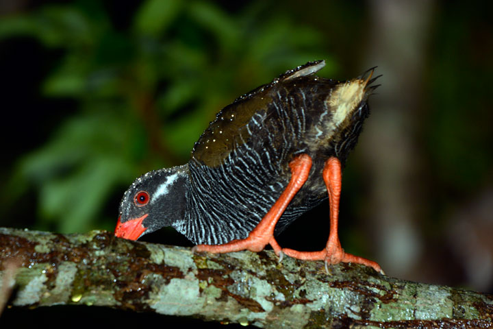 ヤンバルクイナ