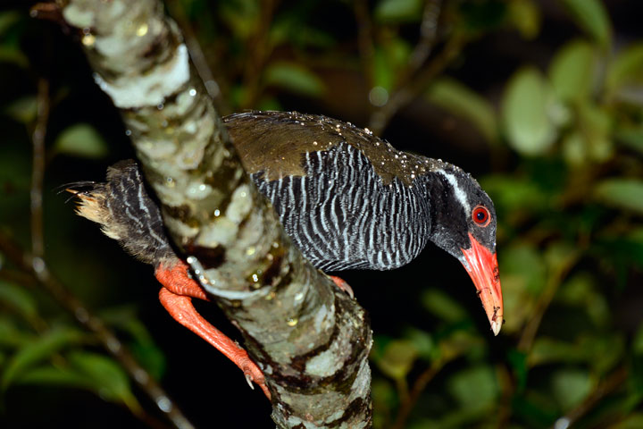 ヤンバルクイナ