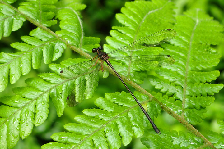 ヤンバルトゲオトンボ