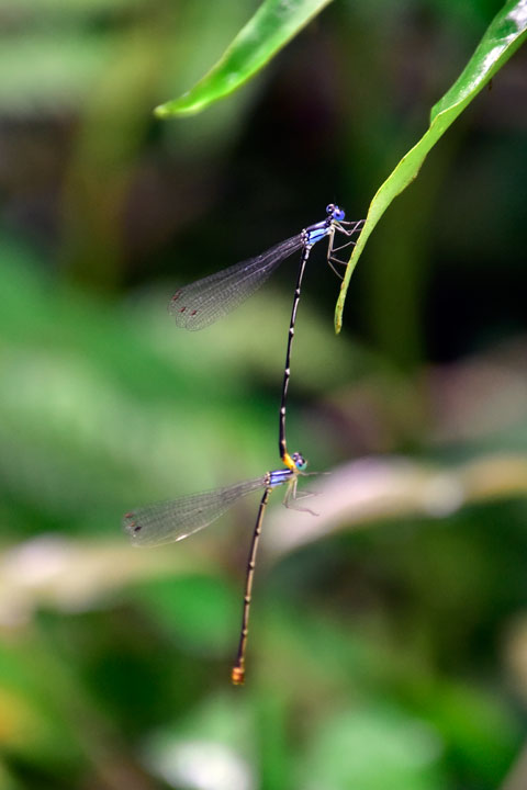 リュウキュウルリモントンボ・ペア