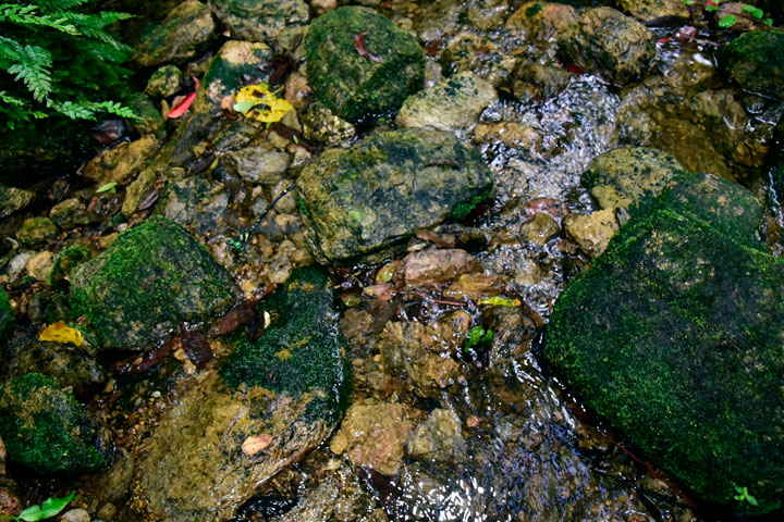 カラスヤンマ雄