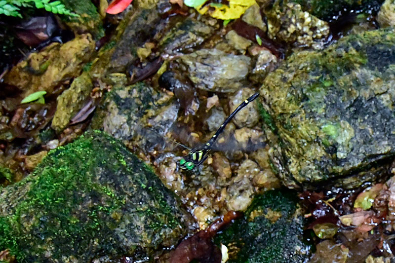 カラスヤンマ雄