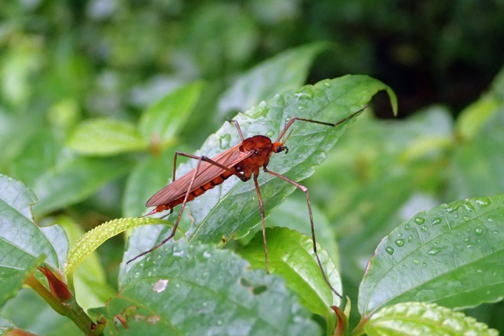 ガガンボモドキの一種