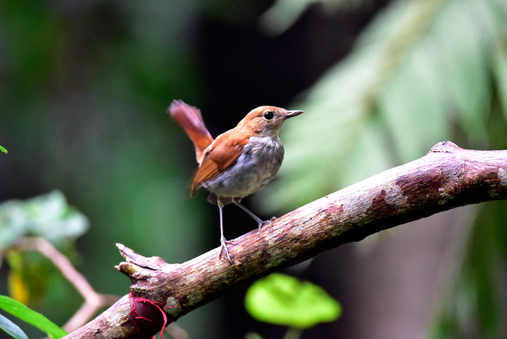 ホントウアカヒゲ