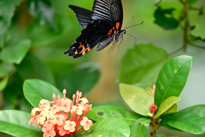 ナガサキアゲハ雄