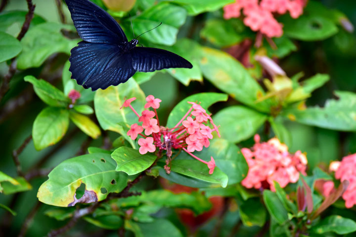 ナガサキアゲハ雄